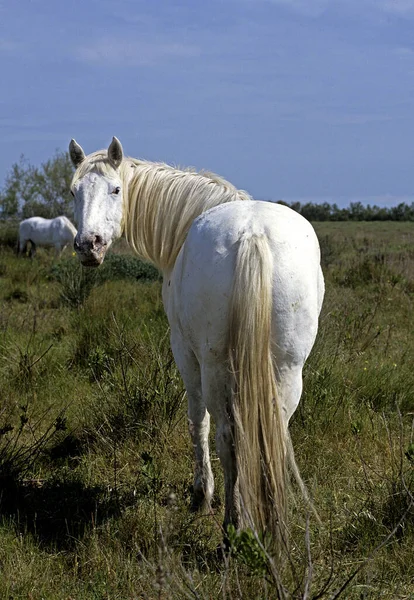 Camargue Horse Staande Moeras Saintes Marie Mer Camargue Het Zuiden — Stockfoto