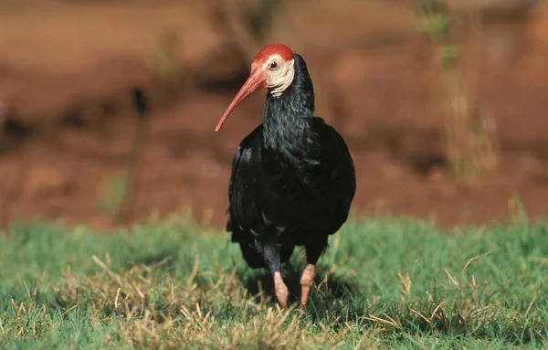 Nordlig Skallig Ibis Geronticus Eremita Vuxen Stående Gräs — Stockfoto