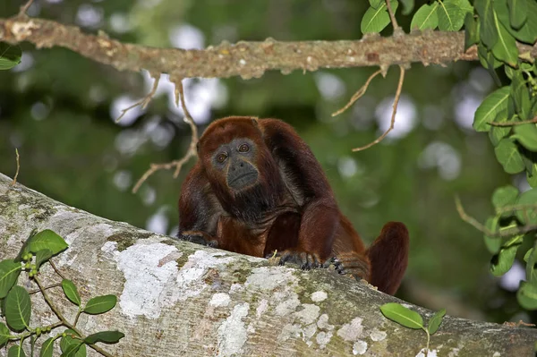 Red Howler Monkey Alouatta Seniculus Adult Standing Tree Los Lianos — Stock Photo, Image