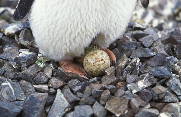 Adelie Penguin Pygoscelis Adeliae Adult Egg Paulet Island Antarctica — Stock fotografie