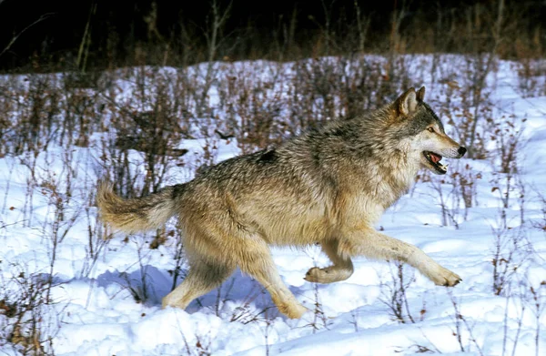 North American Grey Wolf Canis Lupus Occidentalis Adult Running Snow — Fotografia de Stock