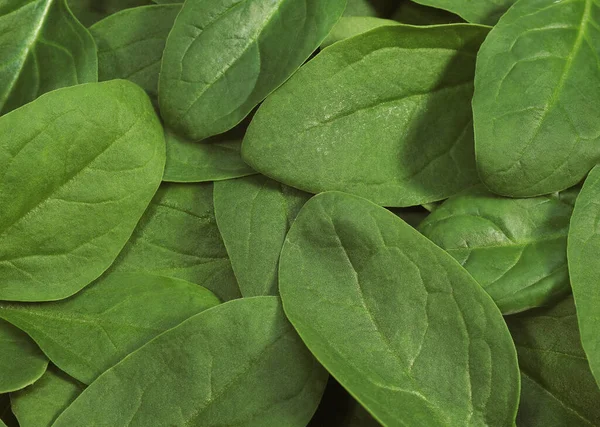 Salade Van Spinazie Schieten Spinacia Oleracea — Stockfoto