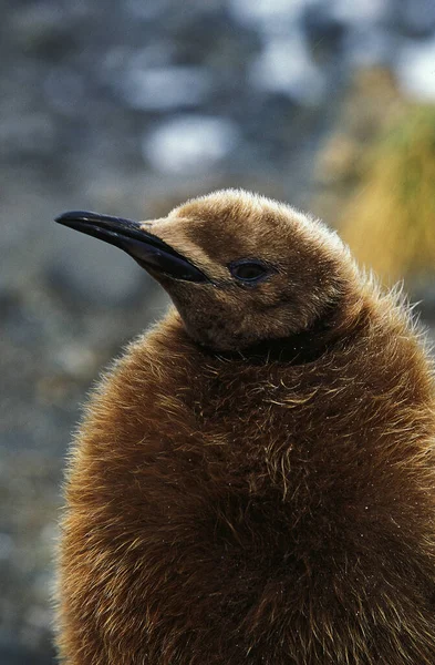 King Penguin Aptenodytes Patagonica Retrato Chick Colonia Salisbury Plain Georgia —  Fotos de Stock