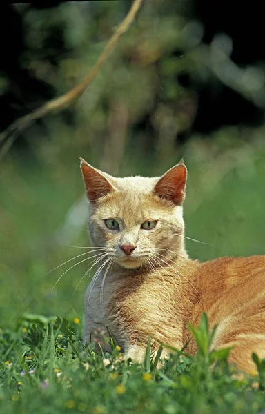 Red Doméstica Gato Puesta Hierba — Foto de Stock