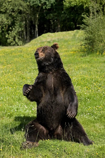 Urso Castanho Ursus Arctos Adulto Sentado Grama — Fotografia de Stock