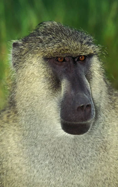 Chacma Baboon Papio Ursinus Retrato Masculino Kurger Park África Sul — Fotografia de Stock