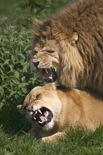 León Africano Pantera Leo Apareamiento Pareja — Foto de Stock