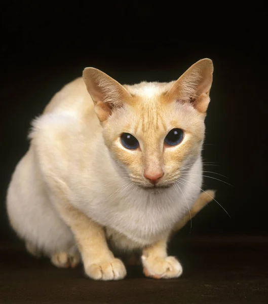 Red Point Siamese Domestic Cat Colocando Contra Fundo Preto — Fotografia de Stock