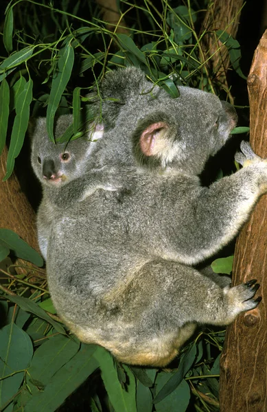 Koala Phascolarctos Cinereus Fiatal Anya Ágon — Stock Fotó