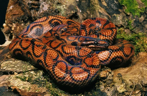 Rainbow Boa Epicrates Cenchria — Stock Photo, Image