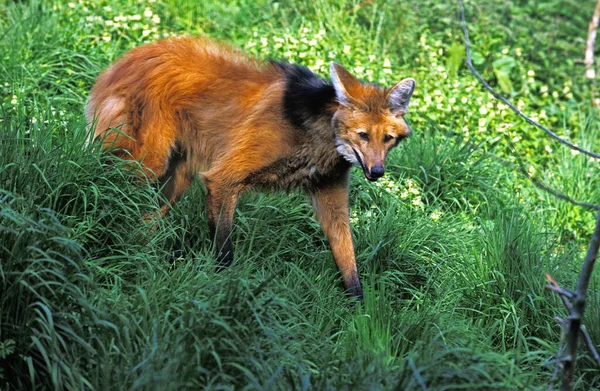 Maned Wolf Chrysocyon Brachyurus Adulto Grama — Fotografia de Stock