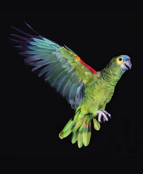 Blue Fronted Amazon Parrot Turquoise Fronted Amazon Amazona Aestiva Adult — 스톡 사진