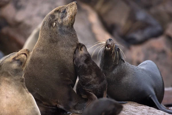 Seal Fur Sudafricano Arctocephalus Pusillus Cruz Del Cape Namibia — Foto de Stock