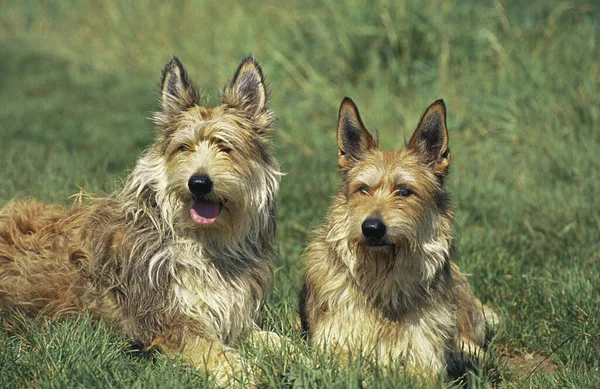 Picardia Shepherd Dog Adultos Deitados Grama — Fotografia de Stock