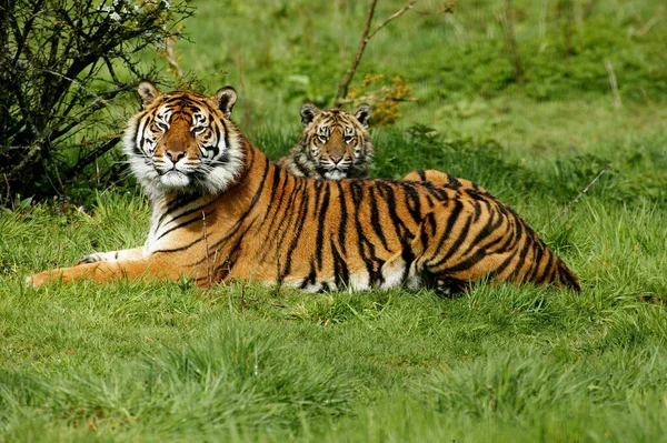 Sumatra Tigre Panthera Tigris Sumatrae Mãe Com Filhote — Fotografia de Stock