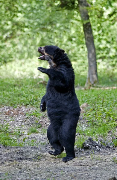 Urso Espectacled Tremarctos Ornatus Adulto Sobre Pernas Hind Postura Defensiva — Fotografia de Stock