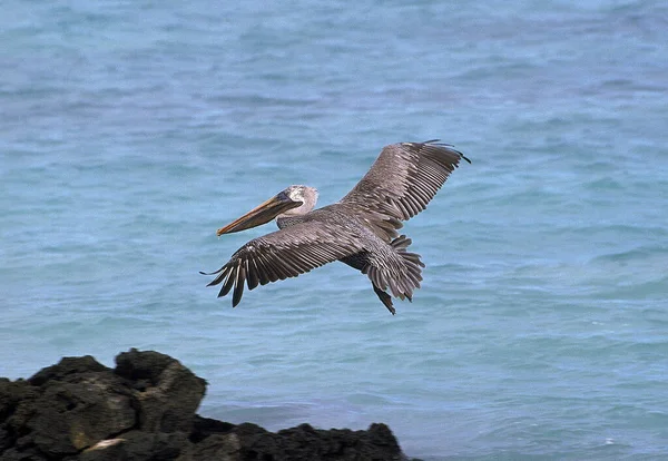 Brown Pelican Escoanus Occidentalis Adult Flight — Stok Foto