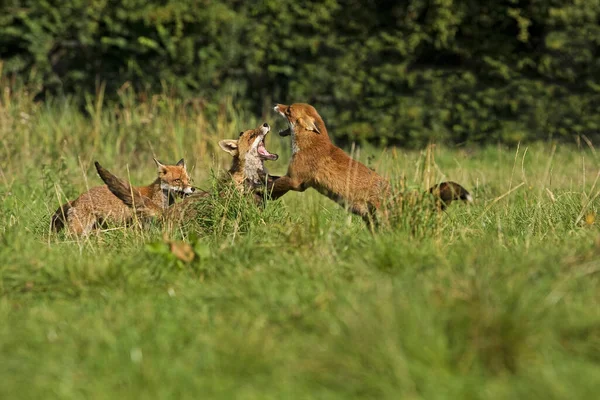 Raposa Vermelha Vulpes Vulpes Adultos Lutando Normandia — Fotografia de Stock