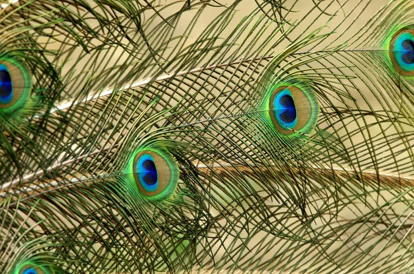Common Peacock Pavo Cristatus Male Close Feathers — Stock Photo, Image