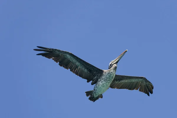 Peru Pelican Escoanus Thagus Adult Flight Blue Sky Kepulauan Ballestas — Stok Foto