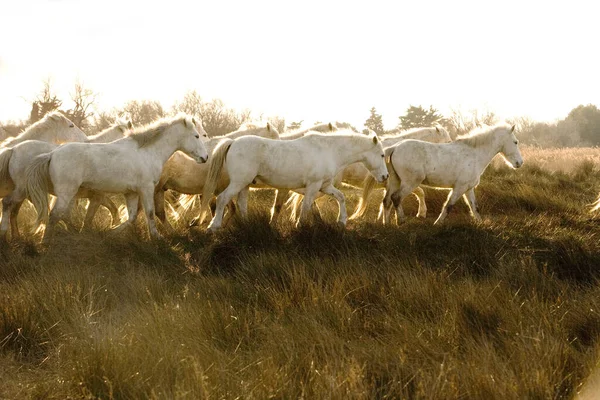 Camargue Pferd Herde Auf Dem Weg Durch Den Sumpf Saintes — Stockfoto