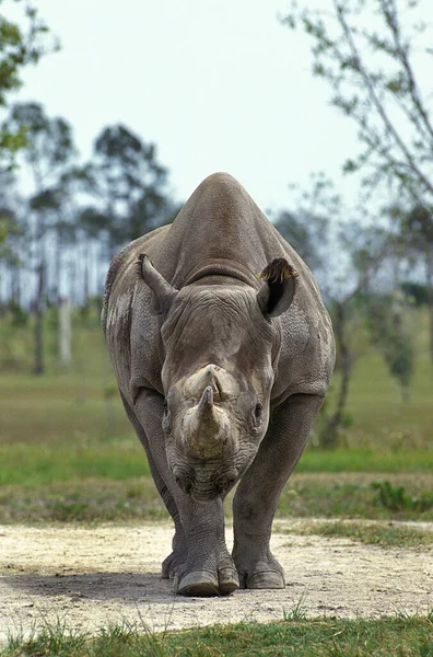 Rhinocéros Noir Diceros Bicornis — Photo