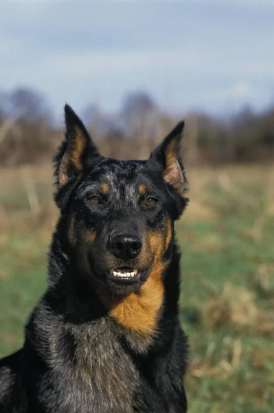 Beauceron Dog Lub Beauce Owczarek Old Standard Rasa Wyciętymi Uszami — Zdjęcie stockowe