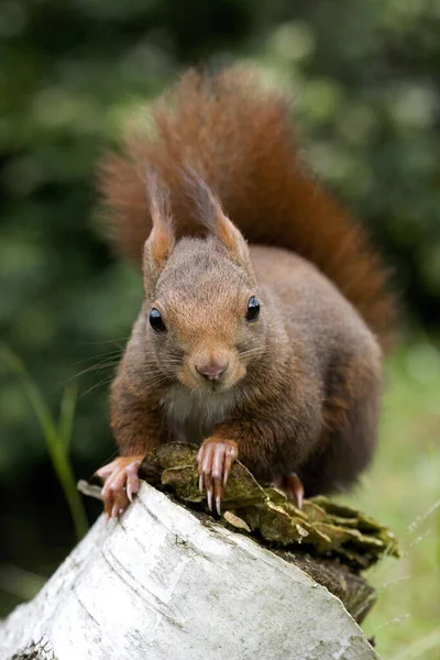Red Squirrel Sciurus Vulgaris Στη Νορμανδία — Φωτογραφία Αρχείου