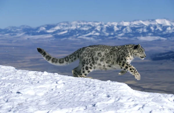 Nieve Leopardo Onza Uncia Uncia Adulto Corriendo Por Montaña — Foto de Stock