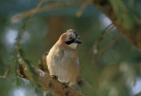 Avrasyalı Jay Garrulus Glandarius Yetişkin Branch Üstünde Duruyor — Stok fotoğraf