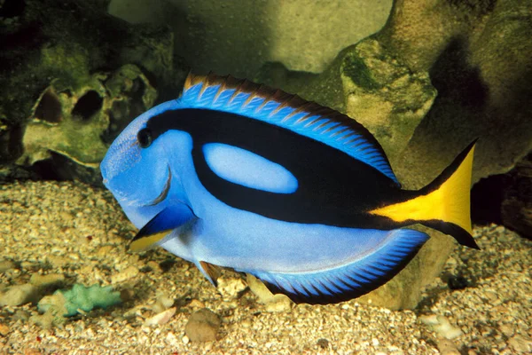 Blue Tang Regal Tang 팔레트서 Palette Surgeonfish 파라칸 Paracanthurus Hepatus — 스톡 사진