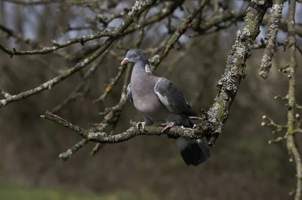 Galamb Columba Palumbus Felnőtt Álló Branch Normandia — Stock Fotó