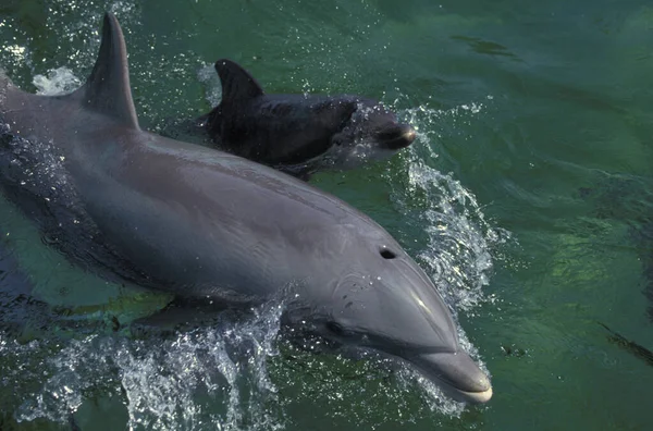 Delfín Mular Tursiops Truncatus Madre Ternera Superficie — Foto de Stock