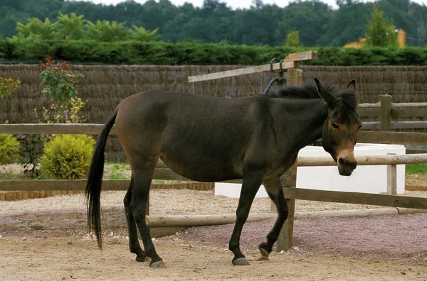 Hinny Jenny Keresztezése — Stock Fotó