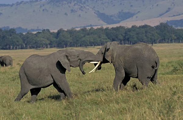 Elefante Africano Loxodonta Africana Parque Masai Mara Quênia — Fotografia de Stock