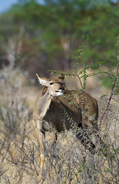 Greater Kudu Tragelaphus Strepsiceros Female Eating Leaves Acacia Namibia — Stock Photo, Image