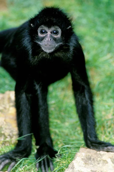 Macaco Aranha Preto Ateles Paniscus — Fotografia de Stock