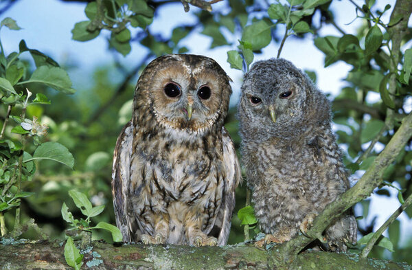 Евразиан Тони Сова, стрикс алуко, взрослый с цыпочкой, стоящий на Бранч, Нормандия
  