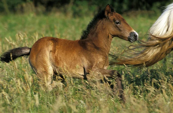 Camargue Horse Hříbě Stojící Louce — Stock fotografie