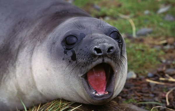 Southern Elephant Seal Mirounga Leonina Female Calling Antarctica — стокове фото