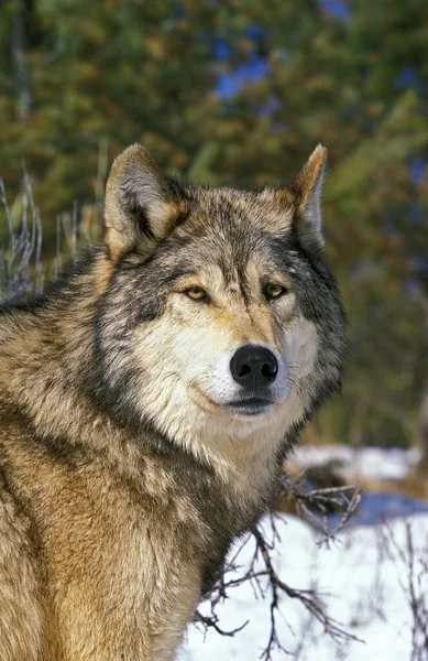 Lobo Gris Norteamericano Canis Lupus Occidentalis Retrato Adulto Canadá — Foto de Stock