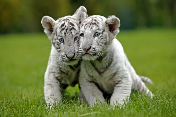 Vit Tiger Panthera Tigris Unge — Stockfoto