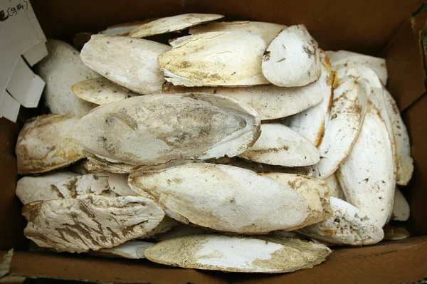 Bones Cuttlefish Food Birds Birds Market Ile Cite Paris — Stock Photo, Image