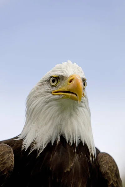 Bald Eagle Haliaeetus Cohalus — стоковое фото