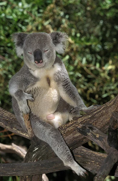 Koala Phascolarctos Cinereus Man Zit Branch Australië — Stockfoto