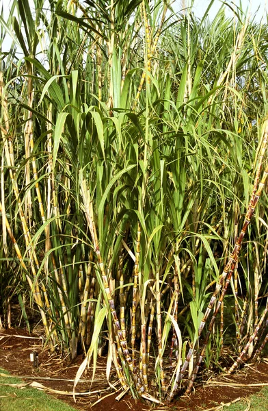 Sugar Cane Field, Hawaii