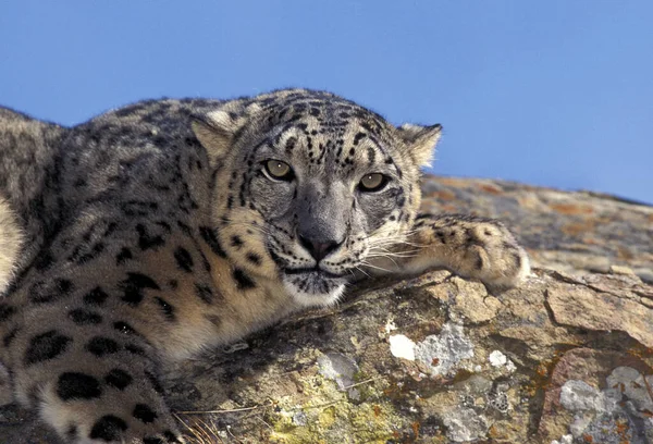 Snow Leopard Ounce Uncia Uncia Adult Lay Rock — Foto de Stock