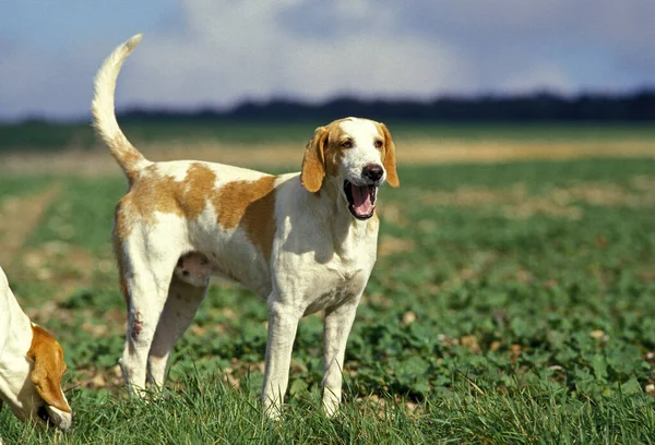 Branco Laranja Grande Anglo Francês Cão Masculino — Fotografia de Stock