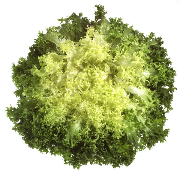 Frisee Chicory or Curly Salad, cichorium intybus against White Background 