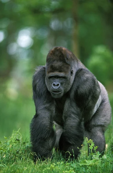 Eastern Lowland Gorilla Gorila Gorilla Graueri Silverback Masculino — Fotografia de Stock